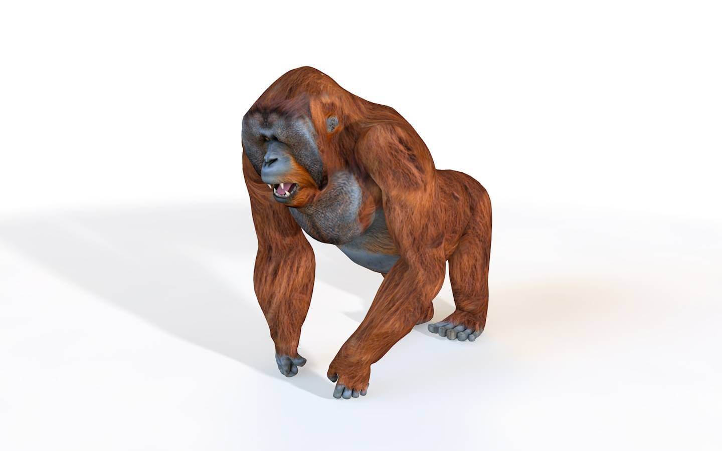 Orangutan 3D Model