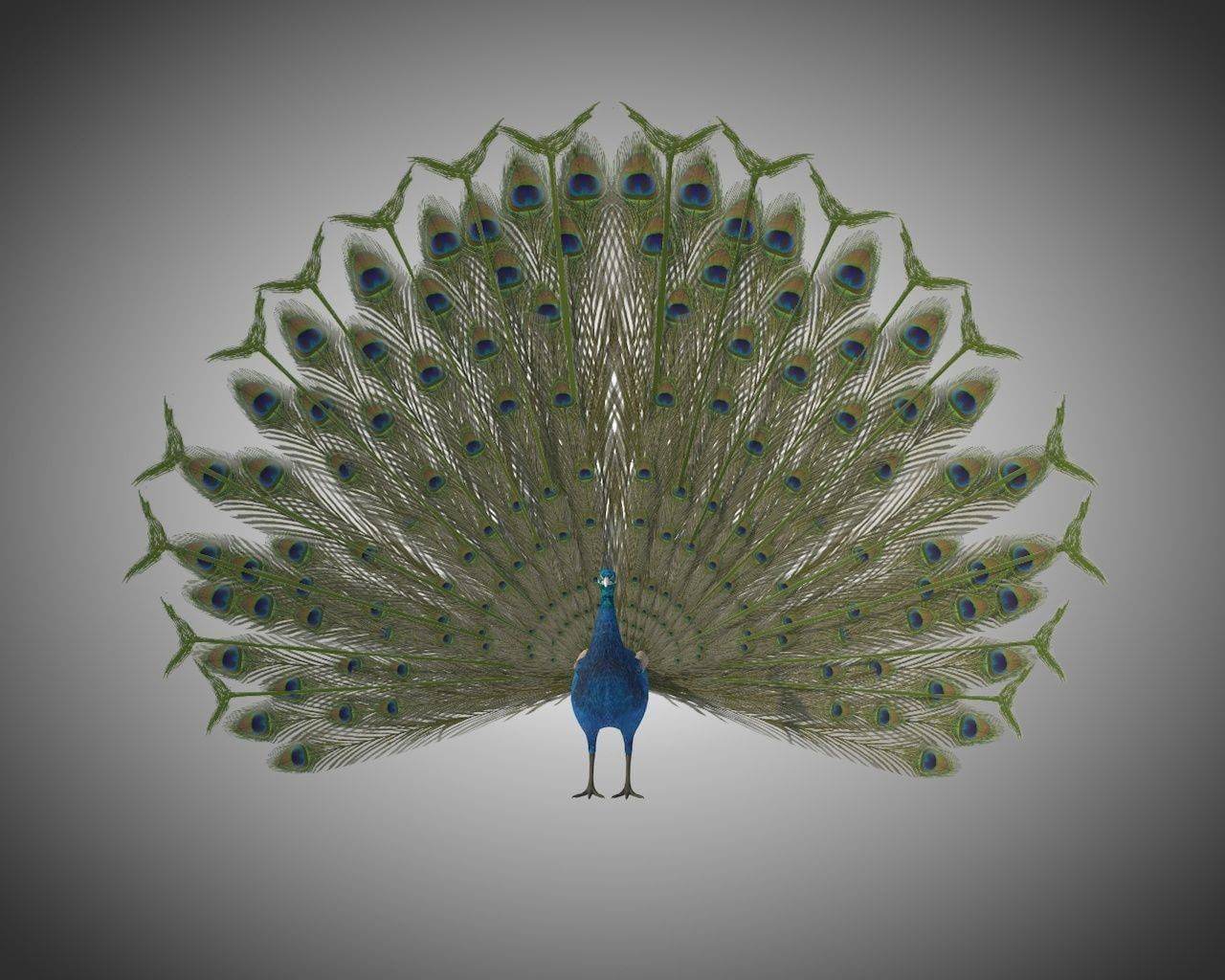 Peacock 3D Model by 3dstudio
