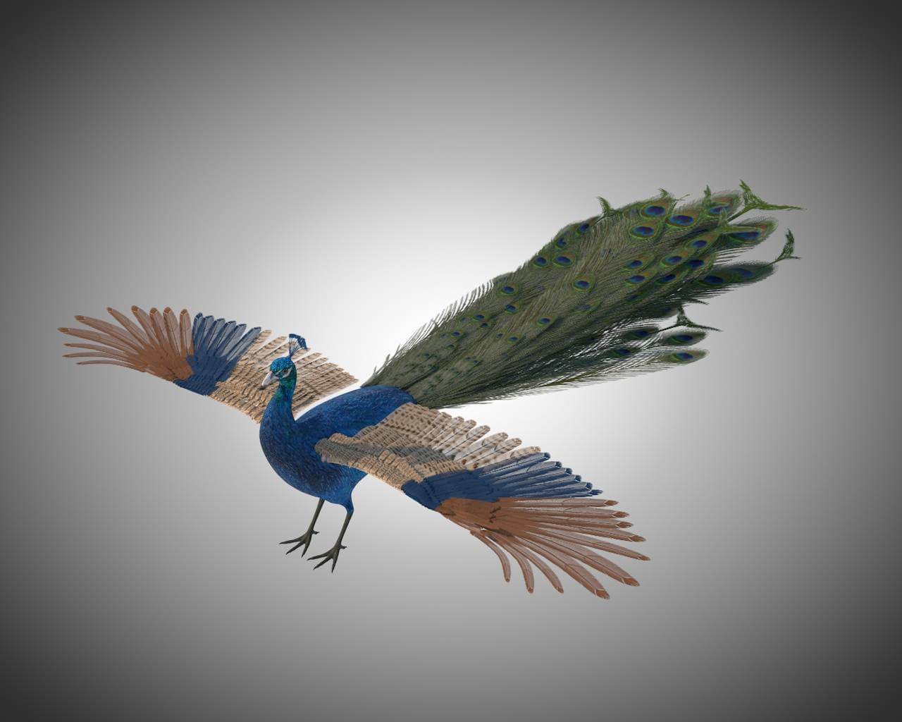 Peacock 3D Model by 3dstudio