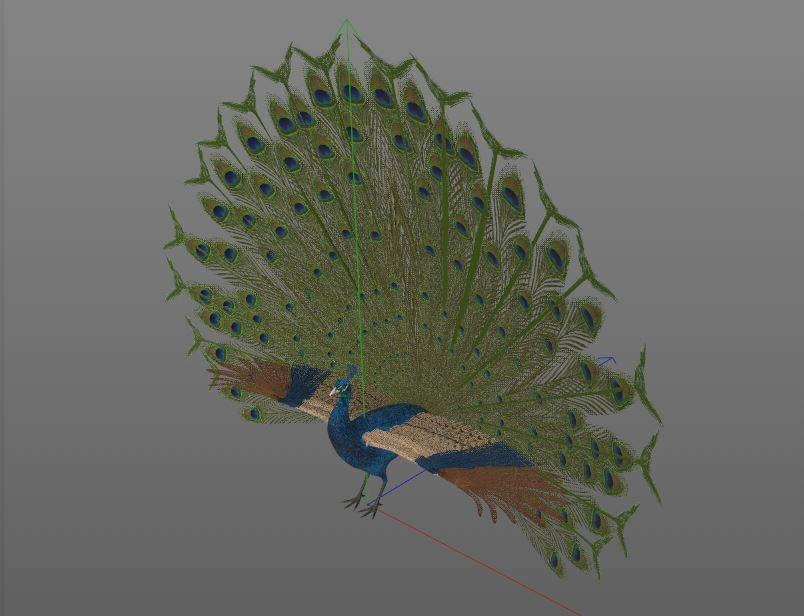 Peacock 3D Model by 3dstudio
