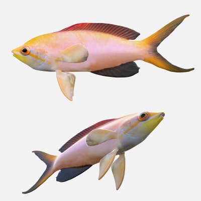 Princess Anthias Fish - 3D Model by 3dstudio