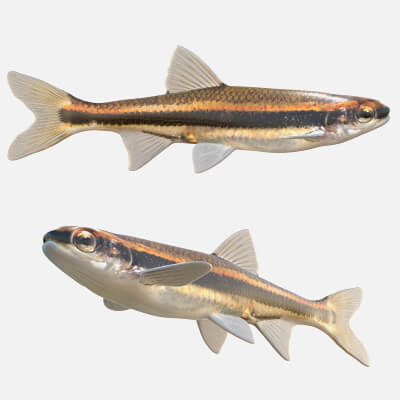 Redeye Chub Fish - 3D Model by 3dstudio