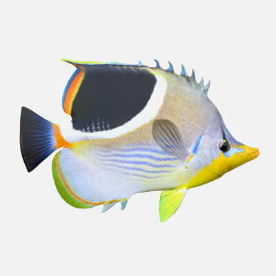 Siddle Fish Saddle Butterfly Fish - 3D Model by 3dstudio