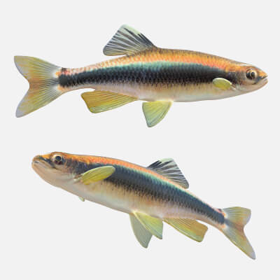 Sailfin Shiner Fish - 3D Model by 3dstudio