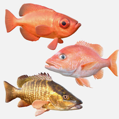 Snapper Fish Collection - 3D Model by 3dstudio