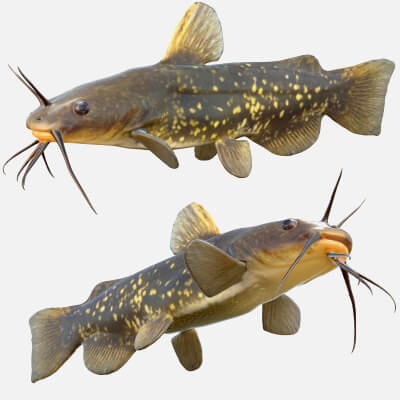 Spotted Bullhead Fish - 3D Model by 3dstudio
