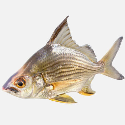 Mhora Fish Striped Mojarra Fish - 3D Model by 3dstudio