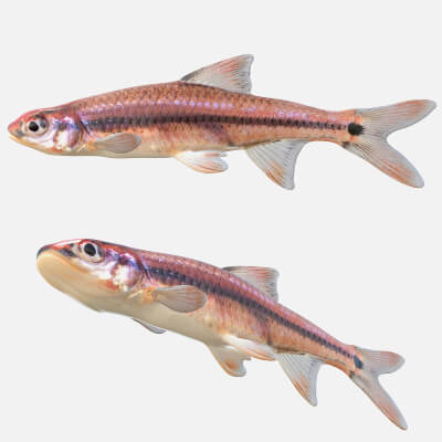 Fish Sligh Taillight Shiner Fish - 3D Model by 3dstudio
