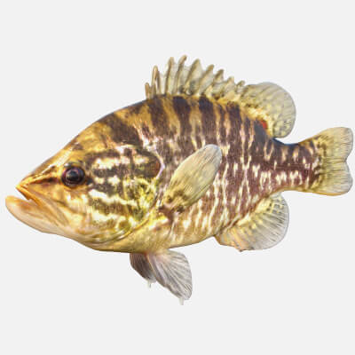 Warmouth Fish - 3D Model by 3dstudio