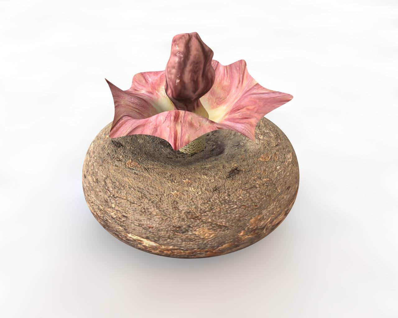 Yam Elephants Foot 3D Model by 3dstudio