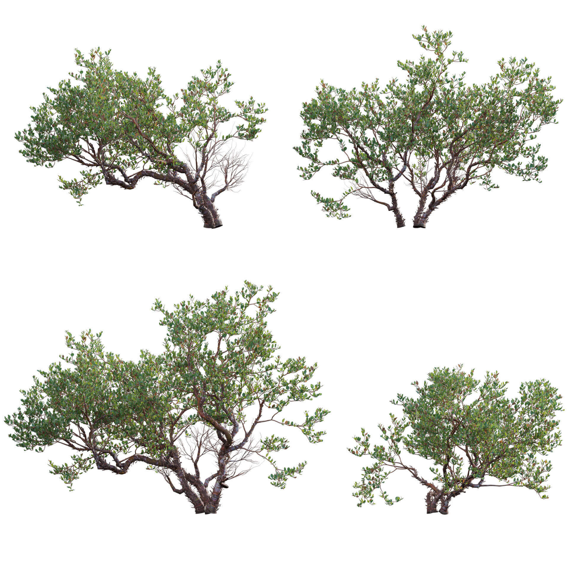 3dtree Arctostaphylos Manzanita - Common Manzanita 3D Model by 3DTree Team