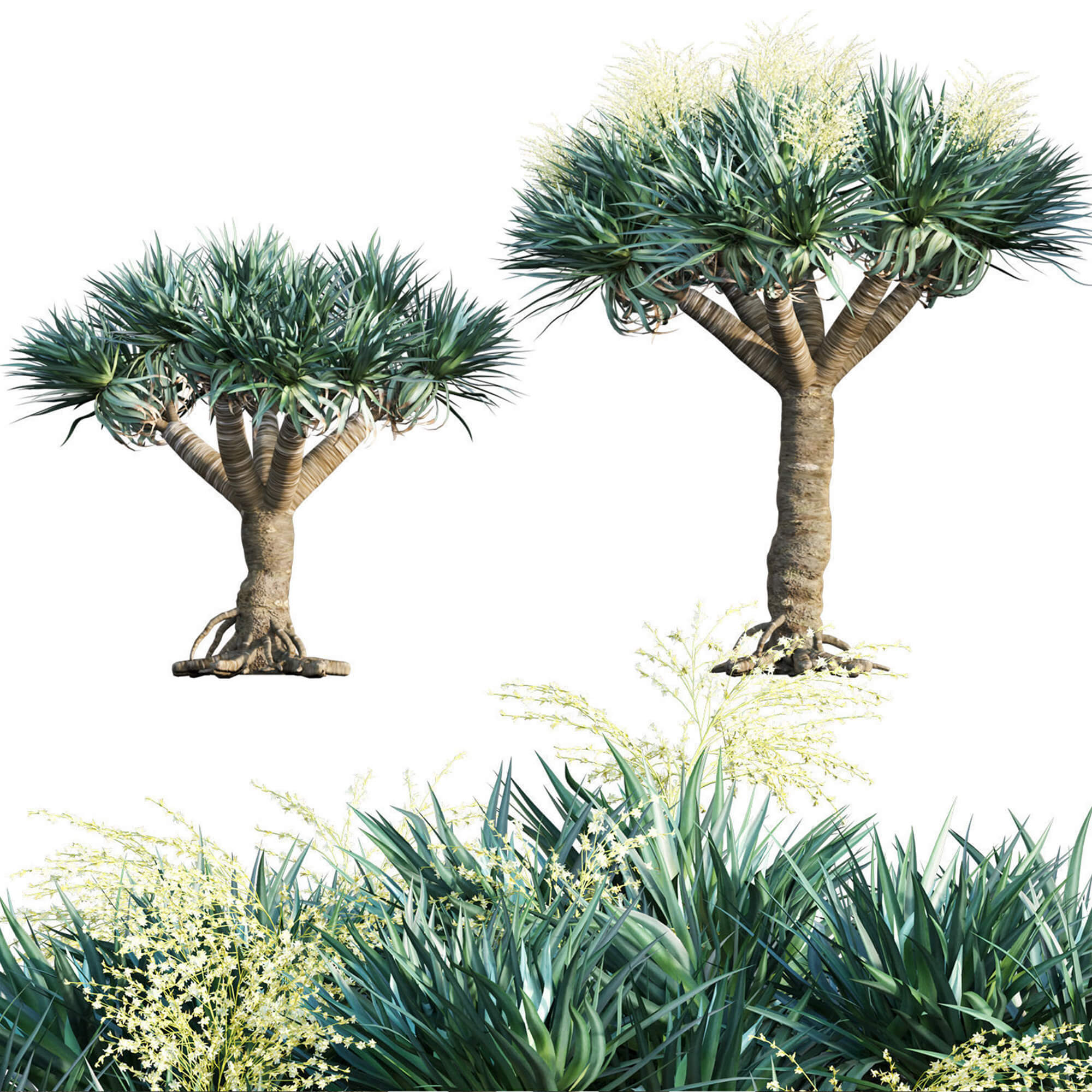 10 Dragon Tree Dracaena Draco Canary Iland Yucca Evegetablergreen 10 Dragon Tree Dracaena Draco Canary Iland Yucca Evegetablergreen