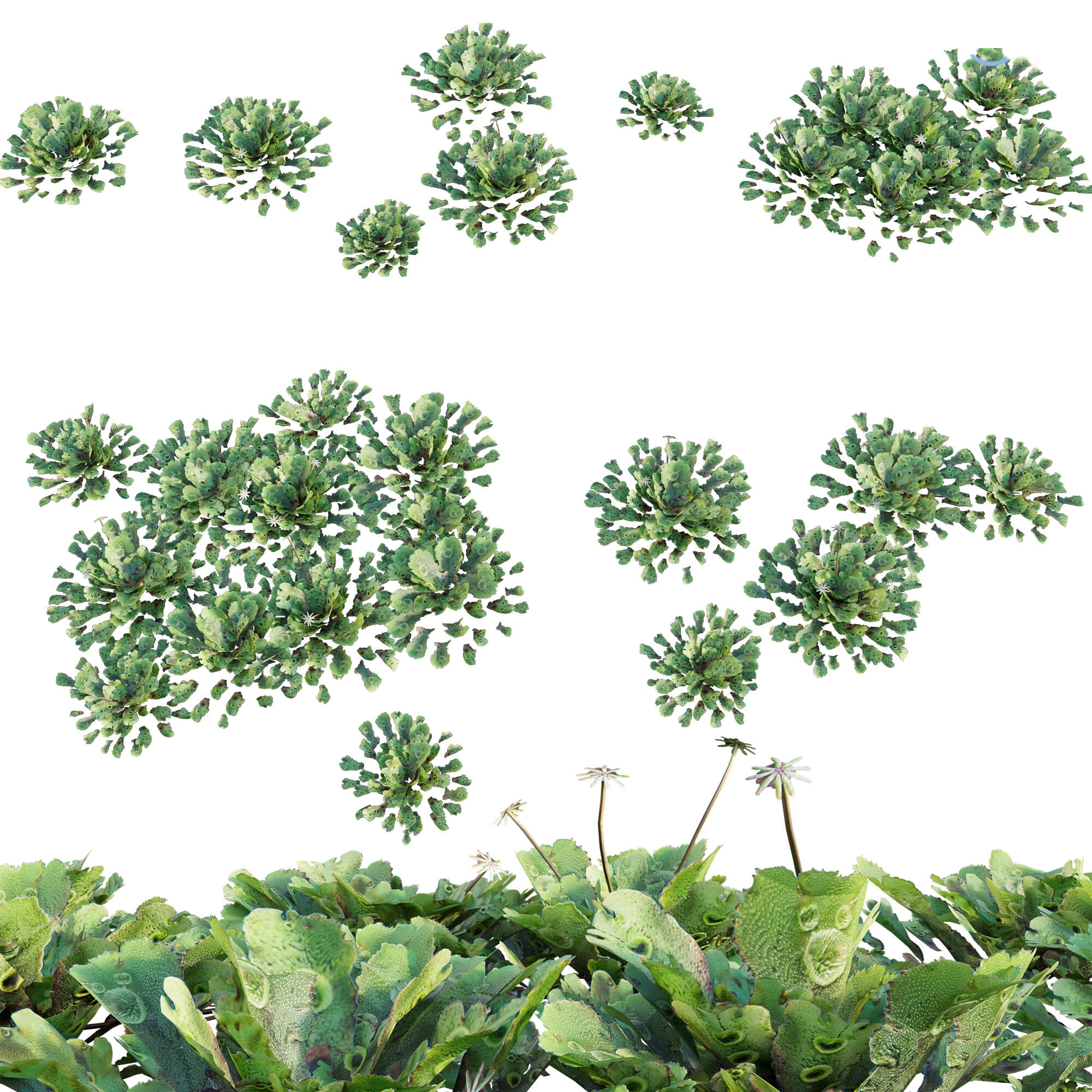 Marchantia Polymorpha - 3D Model by 3DTree Team