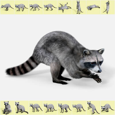 Aesli Poses for Roki Racoon by Aesli