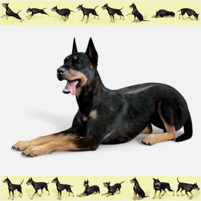 Poses for Doberman Standalone