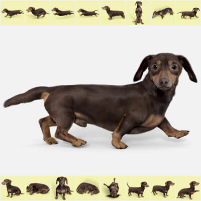 Sixteen Dachshund Poses