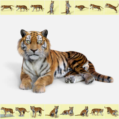 Tom Tiger Aesli Poses