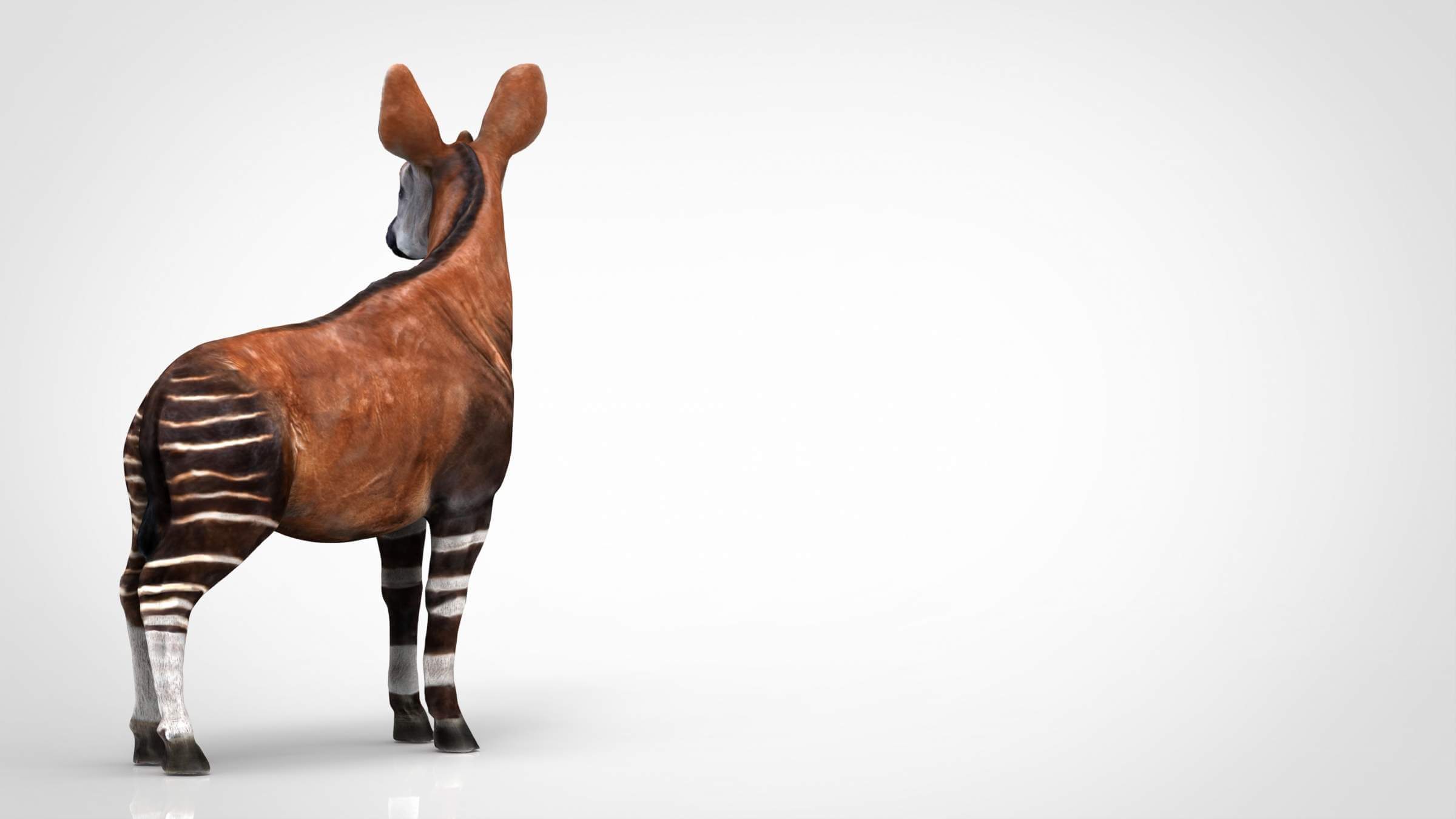 Okapi - 3D Model by alenfsl