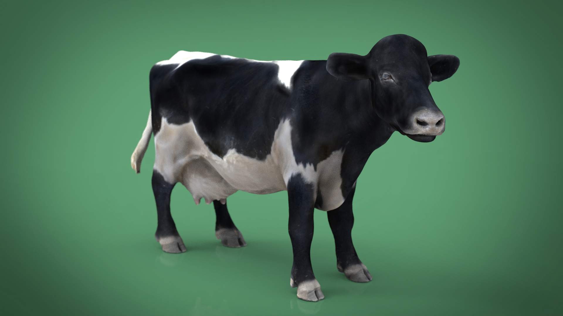 Cow model