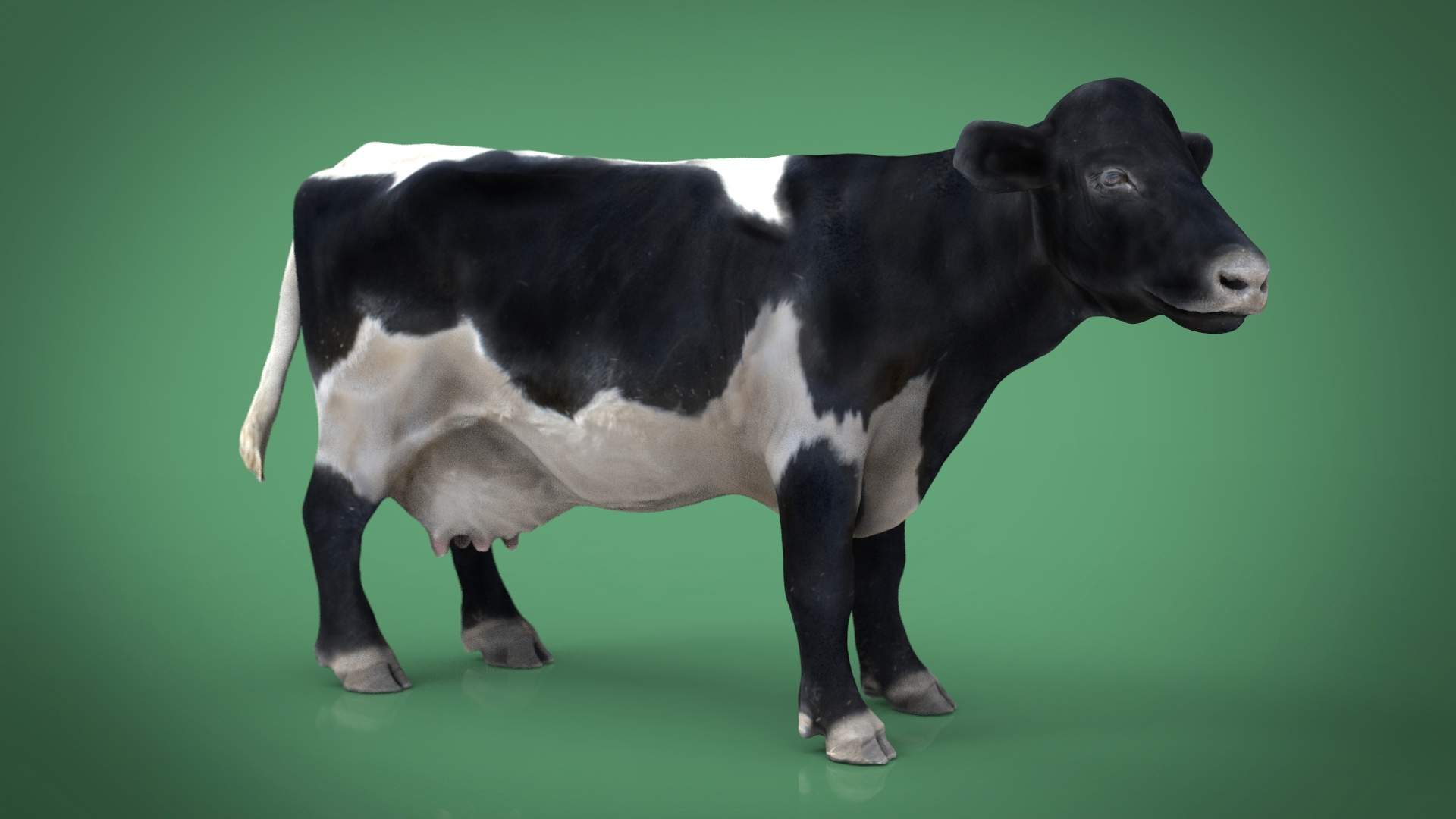 Cow 3D Model