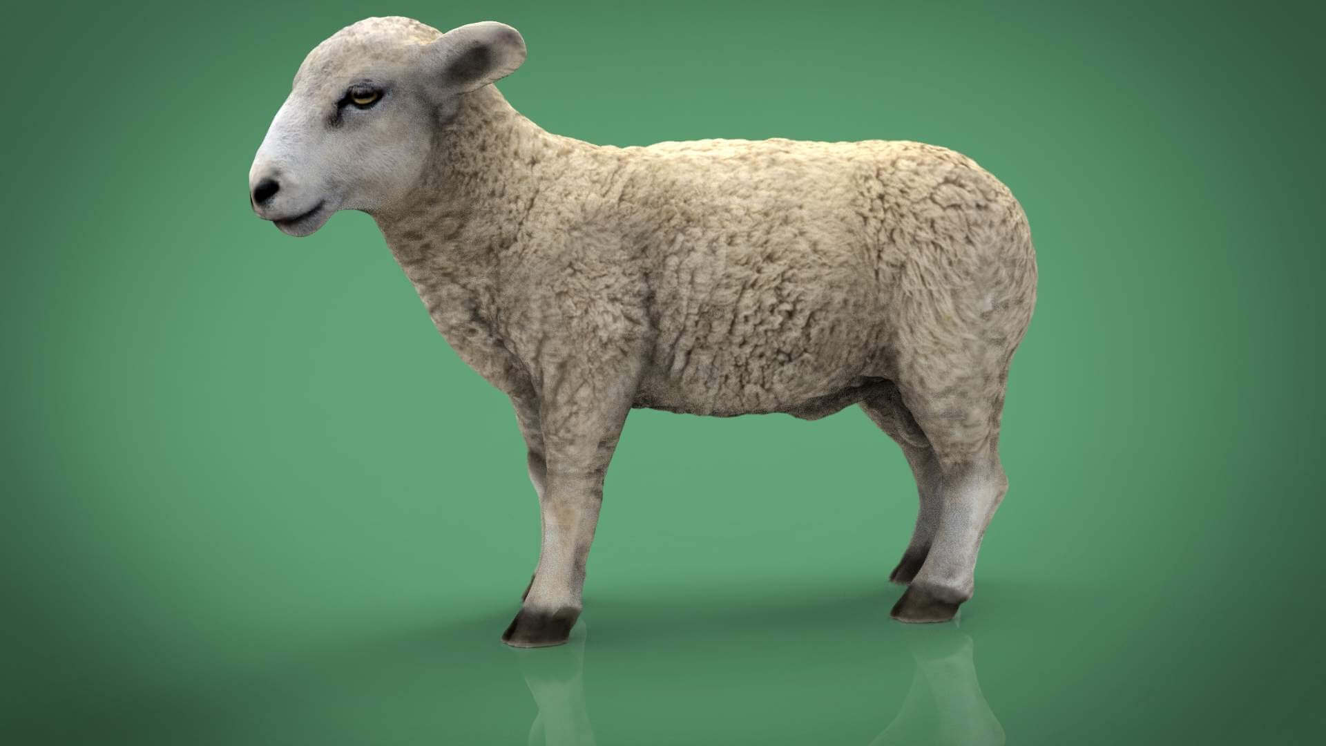 Голова барана 3d модель