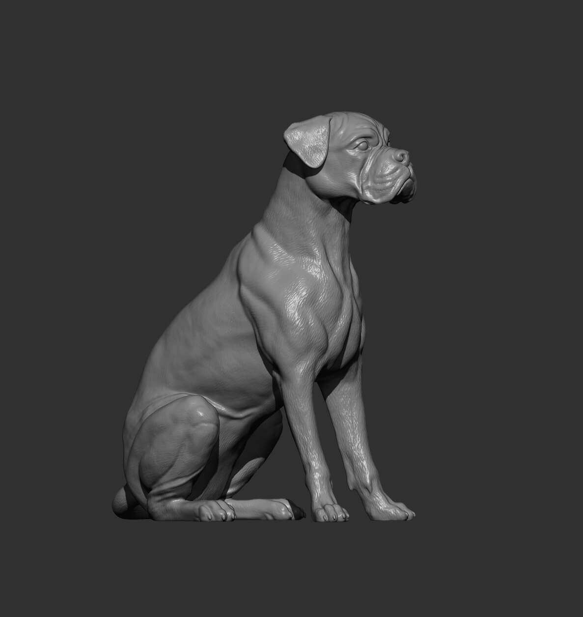 Boxer Dog Sitting - 3D Model by Alexander3dart