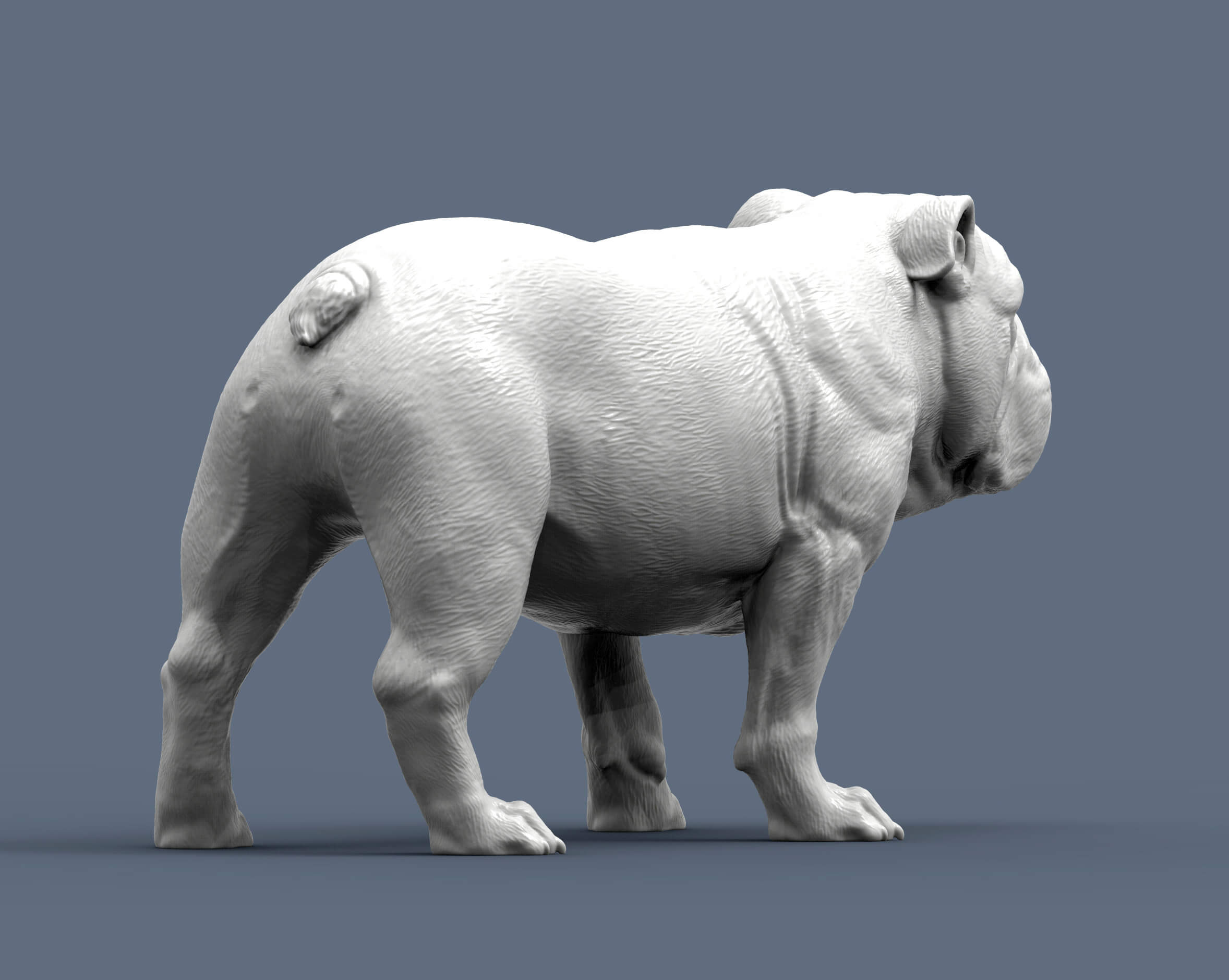 English Bulldog 3D Print Model by Alexander3dart
