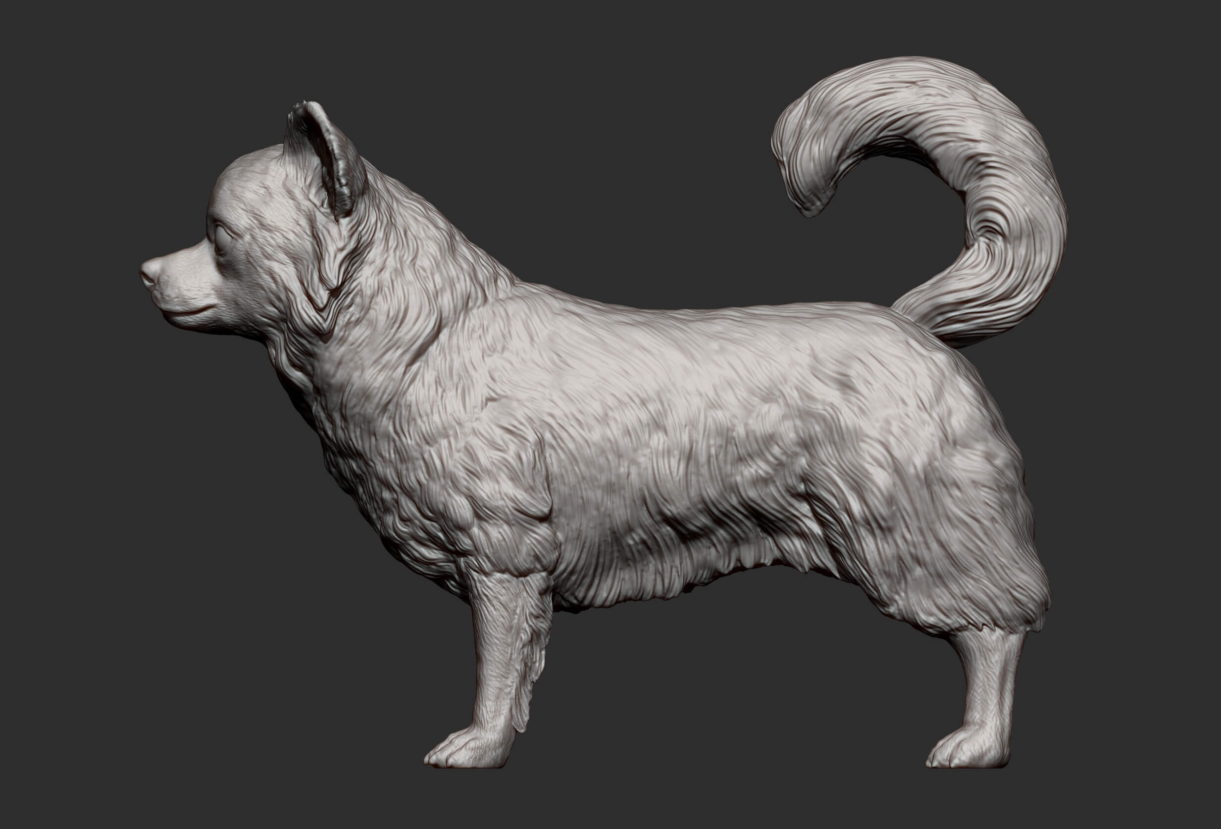 Long Haired Chihuahua 3D Print Model by Alexander3dart