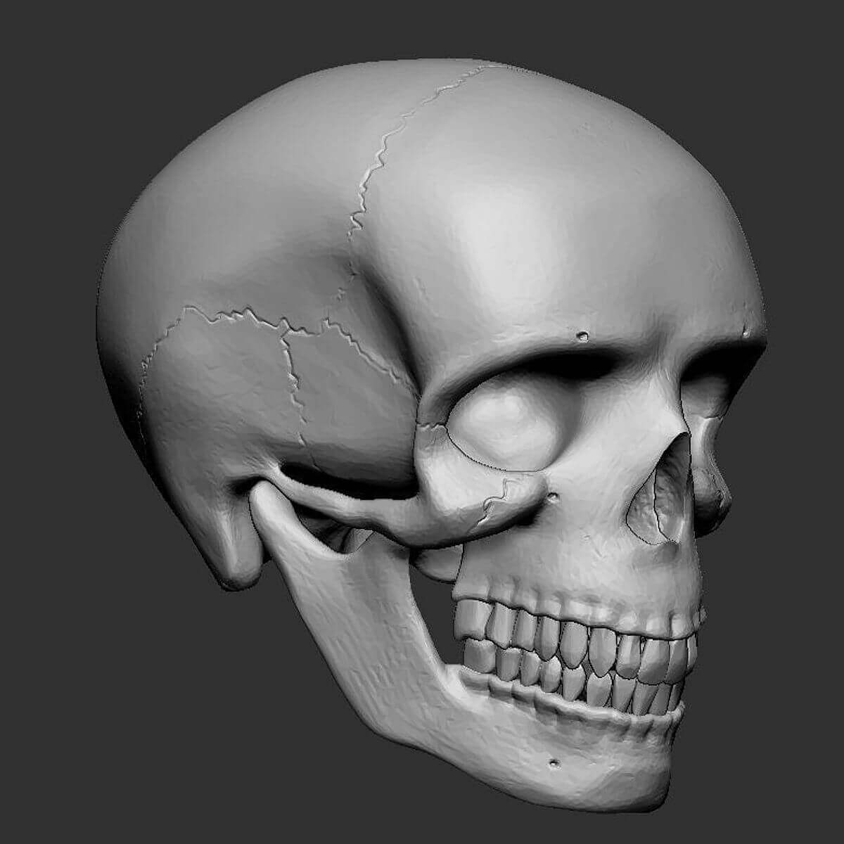 Human Skull - Print Ready 3D Model by AlexGuillen