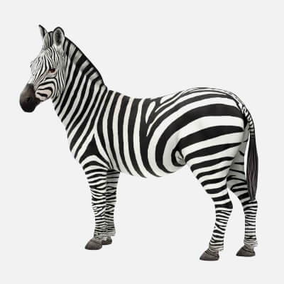 African Wild Zebra