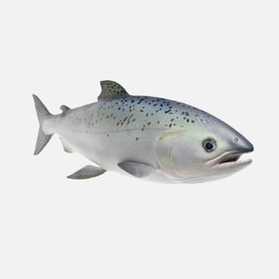 Realistic Atlantic Salmon