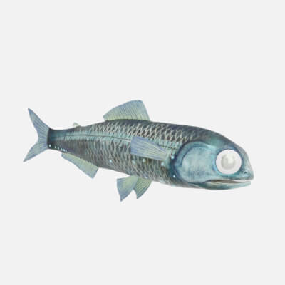 Realistic Deep Sea Lanternfish