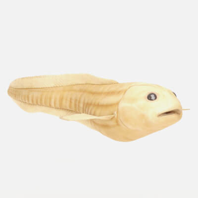 Realistic Deep Sea Mariana Snailfish