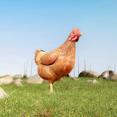 Realistic Detailed Chicken