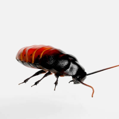 Realistic Detailed Cockroach Insect