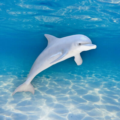 Realistic Dolphin Marine Mammal