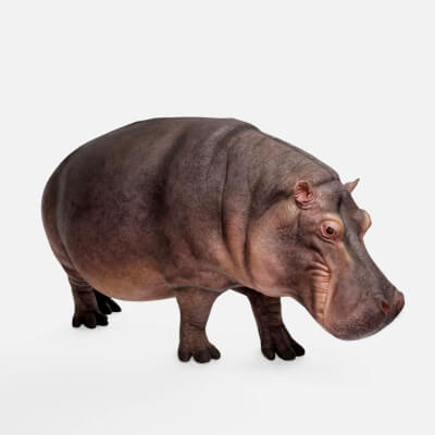 Realistic Hippopotamus Asset