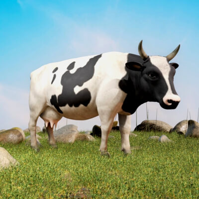 Realistic Holstein Cow Farm Animal