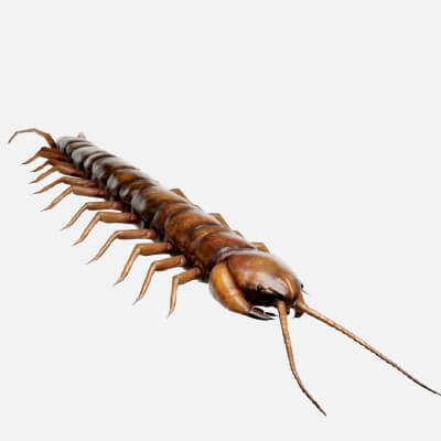 Realistic House Centipede Arthropod