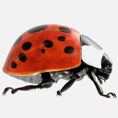 Realistic Ladybug Beetle Asset