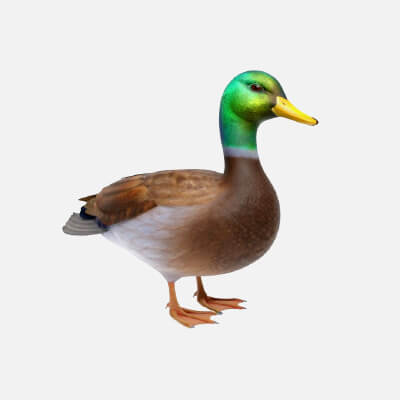 Realistic Mallard Duck