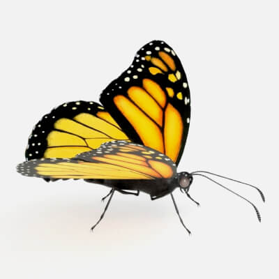 Realistic Monarch Butterfly Insect