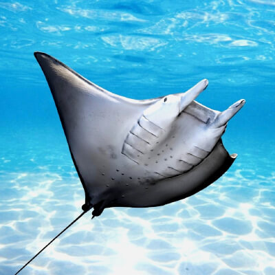 Realistic Ocean Manta Ray