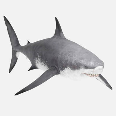Realistic Prehistoric Megalodon Shark
