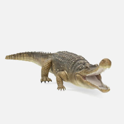 Realistic Sarcosuchus Prehistoric Crocodile