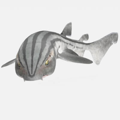 Realistic Striped Pyjama Catshark