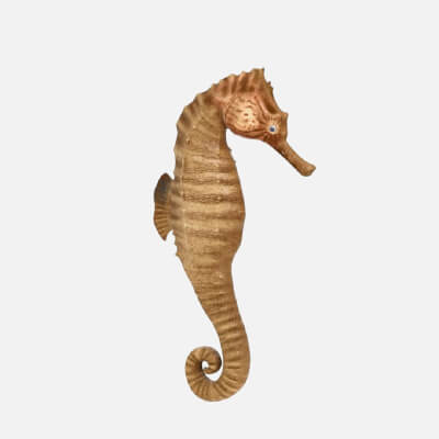 Stylized Seahorse Marine Animal