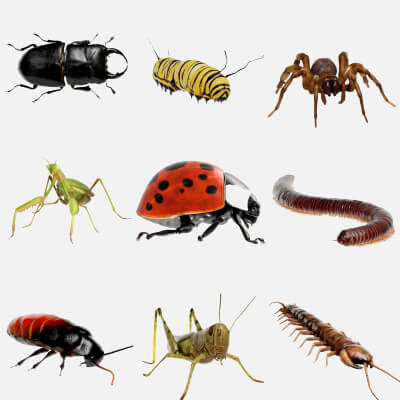 Ultimate Insect & Arthropod Bundle
