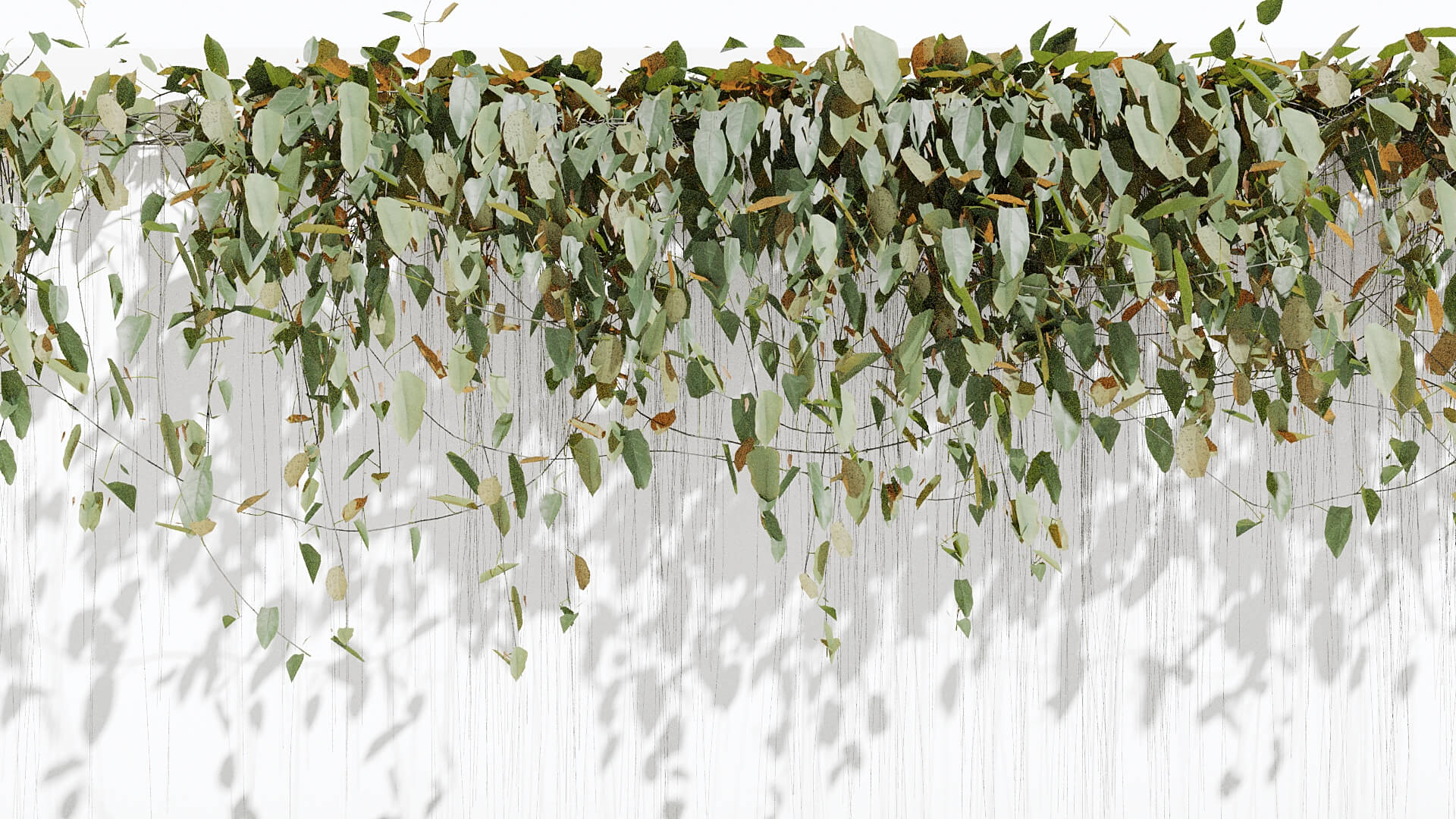ivy-plant-climbing-3d-model-by-alirezamoarrefi