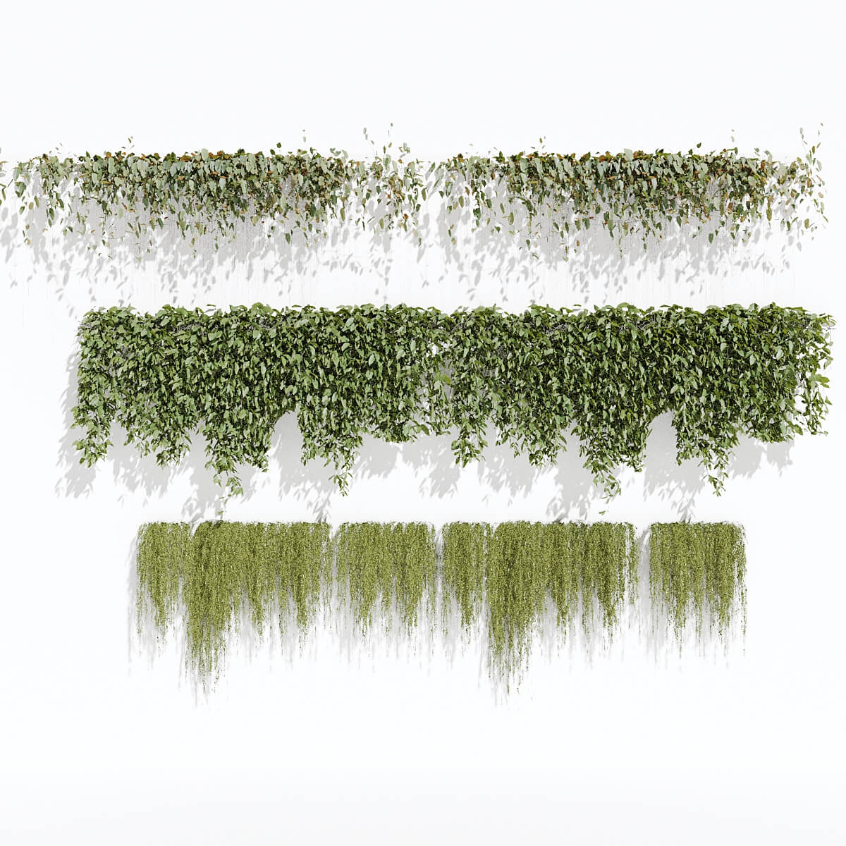 ivy-plant-climbing-3d-model-by-alirezamoarrefi